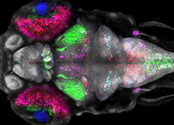 Drawing of neurons in brain